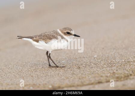 Clover de Kentish (Charadrius alexandrinus), vue latérale d'un individu debout sur le sable, Campanie, Italie Banque D'Images