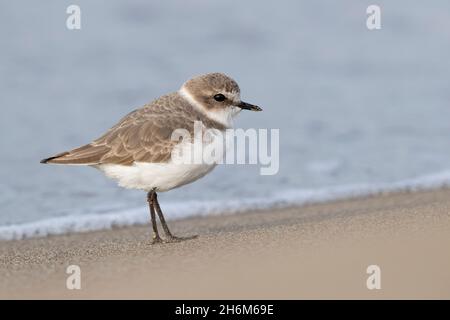 Clover de Kentish (Charadrius alexandrinus), vue latérale d'un individu debout sur le sable, Campanie, Italie Banque D'Images