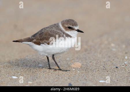 Clover de Kentish (Charadrius alexandrinus), vue latérale d'un individu debout sur le sable, Campanie, Italie Banque D'Images