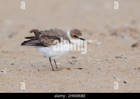 Pluvier kentish (Charadrius alexandrinus), vue latérale d'un individu qui le secoue en plumes, Campanie, Italie Banque D'Images