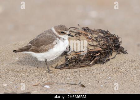 Clover de Kentish (Charadrius alexandrinus), vue latérale d'un individu debout sur le sable, Campanie, Italie Banque D'Images