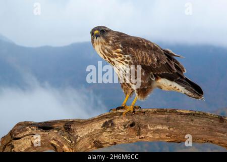 Buzzard commun (Buteo buteo), vue latérale d'un jeune perché sur un vieux tronc avec paysage d'automne en arrière-plan, Campanie, Italie Banque D'Images