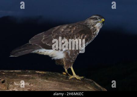 Buzzard commun (Buteo buteo), vue latérale d'un jeune perché sur un vieux tronc au crépuscule, Campanie, Italie Banque D'Images