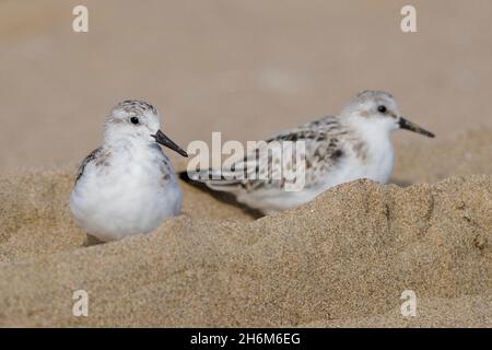 Sanderling (Calidris alba), deux jeunes se reposant sur une plage, Campanie, Italie Banque D'Images