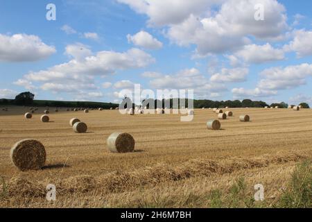 Balles de foin pendant la journée d'été dans un champ avec des arbres et un ciel bleu avec des nuages blancs attendant d'être moissonnés, Wakefield West Yorkshire au Royaume-Uni Banque D'Images