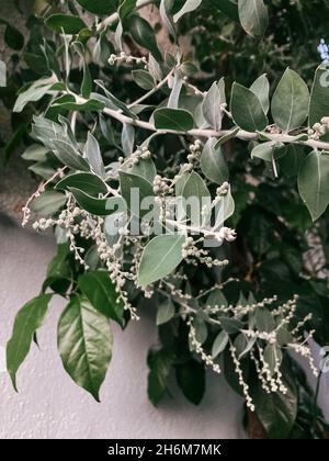 Gros plan vertical d'un arbre à thé et olive parfumé avec de grandes feuilles vertes Banque D'Images