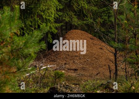 Grand anthill dans le sud de la Bohême forêt en automne couleur ciel nuageux jour Banque D'Images