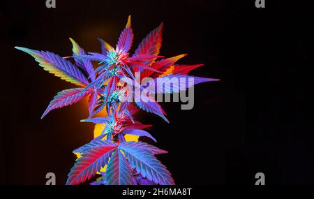 Cannabis avec des feuilles vibrantes multicolores.Marijuana plante colorée sur fond noir.Marijuana exotique pourpre tropicale avec des feuilles vibrantes.Beautif Banque D'Images