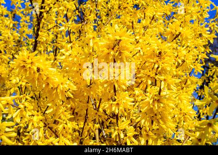 Gros plan des branches d'un grand buisson de fleurs jaunes de Forsythia plante connue sous le nom d'arbre de Pâques, vers ciel bleu clair dans un jardin dans un printemps ensoleillé d Banque D'Images