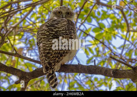 Hibou puissant au cours de la journée dans le ciel des arbres Banque D'Images