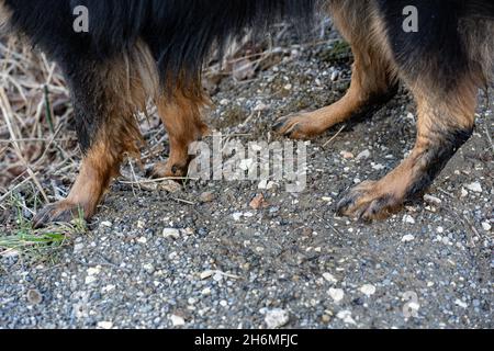 Pattes mouillées de berger bohème noir sur le chemin de galets gris.Partie du corps du chien noir. Banque D'Images