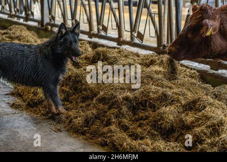 Jeune berger bohème noir humide regardant nourrir la vache Galloway brune derrière la clôture dans le hangar. Banque D'Images