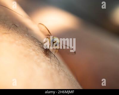La pousse en gros plan de Bactrocera dorsalis, anciennement connu sous le nom de Dacus dorsalis et communément appelé la mouche orientale des fruits, est une espèce de tephriti Banque D'Images
