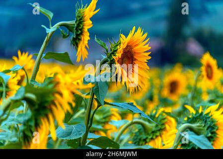 Tournesols en fleur dans un champ sud français. Banque D'Images