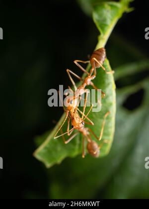 Gros plan de fourmis rouges sur une feuille.Le «fourmis d'arbre rouge», Oecophylla longinoda, se trouve dans cette dernière région et est répandu dans toute la sous-région Banque D'Images