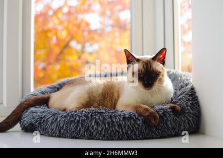 Un chat siamois à point de chocolat assis dans un confortable lit de chat dans une fenêtre, avec des feuilles orange colorées à l'extérieur Banque D'Images