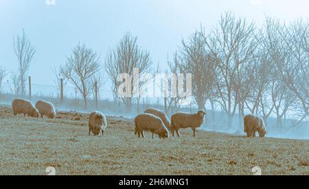 Moutons sur la prairie manger de l'herbe dans le troupeau pendant le lever ou le coucher du soleil coloré.brouillard lever soleil brouillard de la lumière du soleil Roumanie. Campagne idyllique vie de pays RU Banque D'Images