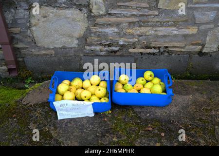 Novembre 2021 - pommes gratuites, pommes venteuses laissées sur le bord de la route pour n'importe qui à prendre - je l'ai fait. Banque D'Images