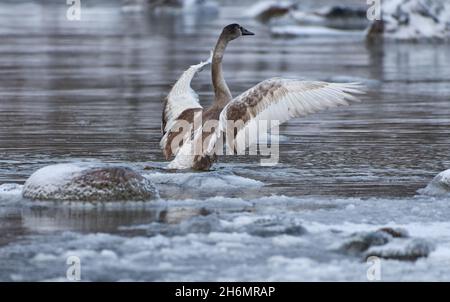 Le jeune cygne répandait ses ailes pour le décollage de l'eau froide de la mer Baltique à Helsinki, en Finlande, quelques heures avant le gel en janvier 2021 Banque D'Images