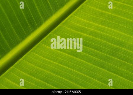 Texture des feuilles vertes d'un palmier banane.Arrière-plan écologique de feuilles exotiques, en hausse.Copier l'espace. Banque D'Images