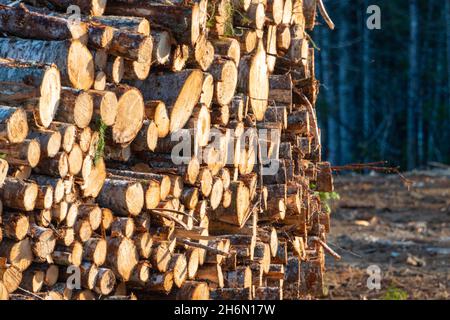 Grumes de pin et d'épicéa.Troncs en rondins pile, l'industrie forestière du bois d'œuvre.Les longues grumes ont été coupées à l'aide d'une tronçonneuse d'une forêt Banque D'Images