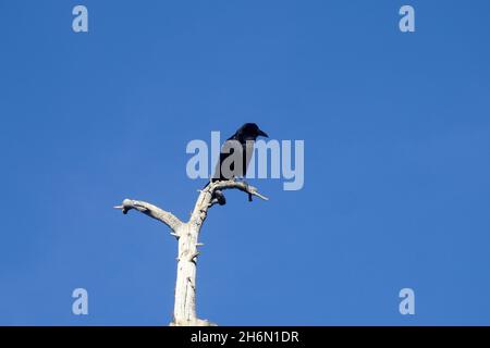 Crow sur le dessus de l'arbre mort Banque D'Images
