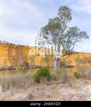 un arbre de gomme de rivière au grand virage sur la rivière murray Banque D'Images