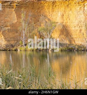 des gommiers et des falaises au grand virage sur la rivière murray Banque D'Images