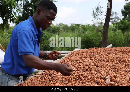 Ghana, Ghana.15 novembre 2021.Un agriculteur ghanéen sèche des fèves de cacao sous le soleil dans une plantation de la région est du Ghana, le 15 novembre 2021.Le cacao est la principale exportation agricole du Ghana et la principale culture de trésorerie du pays d'Afrique de l'Ouest, ce qui fait du pays le deuxième exportateur mondial de cacao.Ses produits de cacao sont exportés vers l'Europe, l'Amérique du Nord et d'autres régions.Au Ghana, la saison de récolte du cacao culmine d'octobre à décembre, les agriculteurs de tout le pays étant occupés à récolter et à sécher les fèves de cacao.Credit: Xu Zheng/Xinhua/Alamy Live News Banque D'Images