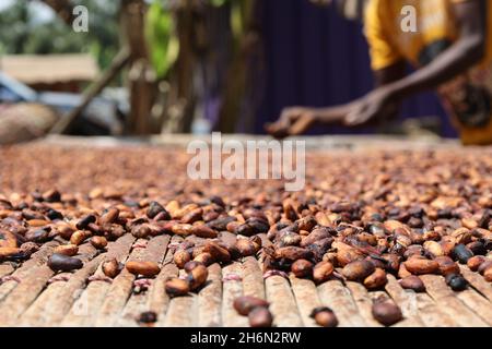 Ghana, Ghana.15 novembre 2021.Un agriculteur ghanéen sèche des fèves de cacao sous le soleil dans une plantation de la région est du Ghana, le 15 novembre 2021.Le cacao est la principale exportation agricole du Ghana et la principale culture de trésorerie du pays d'Afrique de l'Ouest, ce qui fait du pays le deuxième exportateur mondial de cacao.Ses produits de cacao sont exportés vers l'Europe, l'Amérique du Nord et d'autres régions.Au Ghana, la saison de récolte du cacao culmine d'octobre à décembre, les agriculteurs de tout le pays étant occupés à récolter et à sécher les fèves de cacao.Credit: Xu Zheng/Xinhua/Alamy Live News Banque D'Images