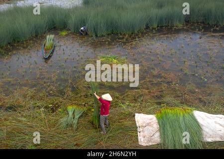 District de Duc Hoa, province de long an, Viet Nam - 16 novembre 2021 : les agriculteurs récoltent Lépironia articulata.Elle est récoltée par les habitants du delta du Mékong Banque D'Images