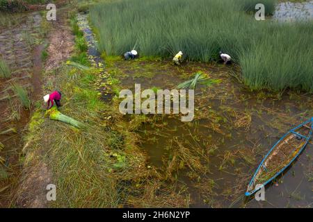 District de Duc Hoa, province de long an, Viet Nam - 16 novembre 2021 : les agriculteurs récoltent Lépironia articulata.Elle est récoltée par les habitants du delta du Mékong Banque D'Images