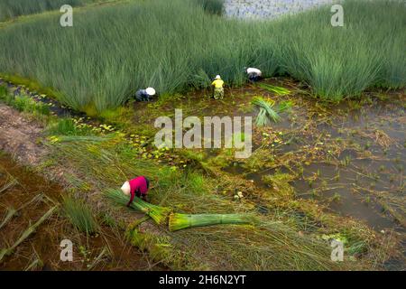 District de Duc Hoa, province de long an, Viet Nam - 16 novembre 2021 : les agriculteurs récoltent Lépironia articulata.Elle est récoltée par les habitants du delta du Mékong Banque D'Images