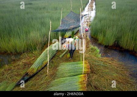 District de Duc Hoa, province de long an, Viet Nam - 16 novembre 2021 : les agriculteurs récoltent Lépironia articulata.Elle est récoltée par les habitants du delta du Mékong Banque D'Images