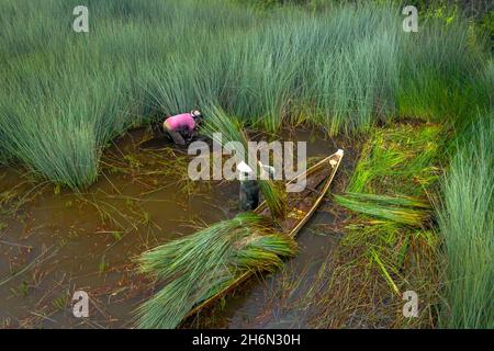 District de Duc Hoa, province de long an, Viet Nam - 16 novembre 2021 : les agriculteurs récoltent Lépironia articulata.Elle est récoltée par les habitants du delta du Mékong Banque D'Images