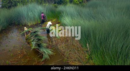 District de Duc Hoa, province de long an, Viet Nam - 16 novembre 2021 : les agriculteurs récoltent Lépironia articulata.Elle est récoltée par les habitants du delta du Mékong Banque D'Images