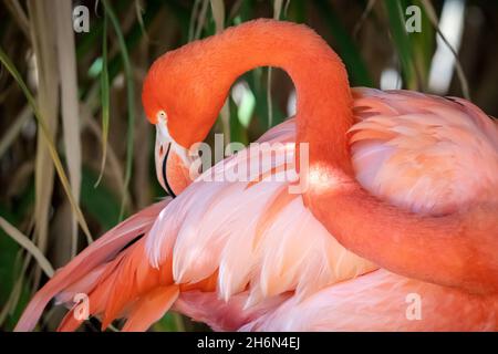 Flamingo américain (Phoenicopterus ruber) à ABQ Biopark à Albuquerque, Nouveau-Mexique Banque D'Images