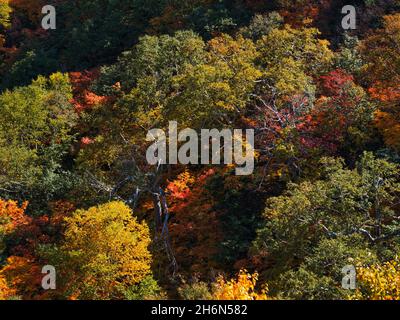 Feuillages d'automne, Tokachidake Onsen, Hokkaido, Japon Banque D'Images