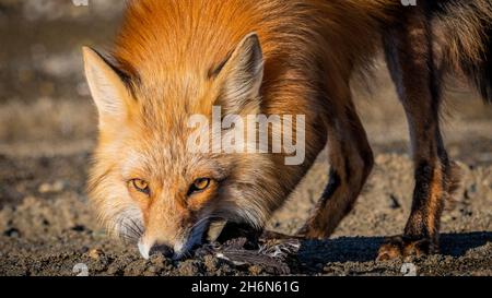 Des vulpes de renard sauvage rouge vues dans le territoire du Yukon enterrant son repas d'un oiseau.Chasse à l'animal dans un environnement naturel. Banque D'Images