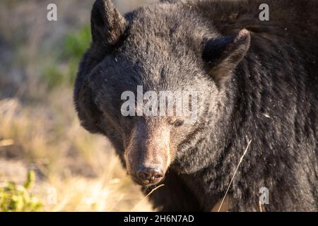 Ours noir sauvage vu dans l'environnement naturel au printemps dans le territoire du Yukon.Vue du visage avec un arrière-plan flou. Banque D'Images