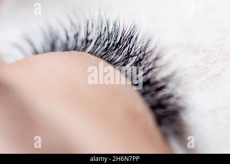 Extension de la vitre de la Pocredure.Femme maître peignes cils 2d. Banque D'Images