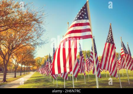 Drapeaux américains debout dans le champ vert un beau jour d'automne.Affichage de la fête des anciens combattants.Ciel bleu et arbres d'automne. Banque D'Images