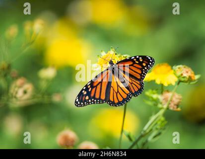 Papillon monarque migrant (Danaus plexippus) les ailes nourrissant ont ouvert sur des fleurs jaunes à l'automne au Texas. Banque D'Images