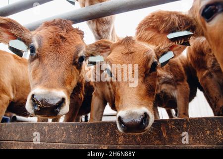 Gros plan sur le visage heureux de la vache en jersey rouge coiffée regardant l'appareil photo. Banque D'Images