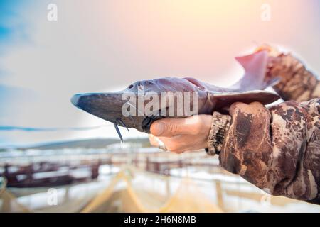 Le pêcheur tient le grand trophée de l'esturgeon dans ses mains, concept ferme de poissons. Banque D'Images