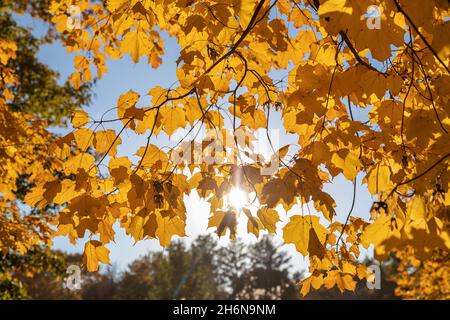 Arbres d'automne au Crapo Park à Burlington, Iowa Banque D'Images