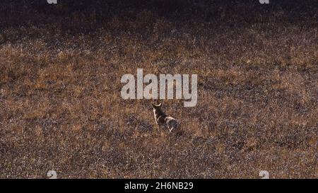 Coyote déguisé (Canis latrans) à la chasse assise entre des buissons bruns dans le pays de Kananaskis, en Alberta, au Canada, dans les montagnes Rocheuses, à l'automne. Banque D'Images