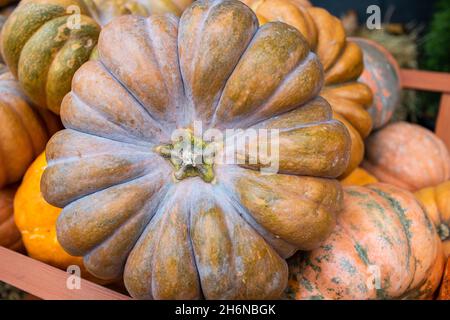 Différentes variétés de grandes citrouilles.Chariot en bois avec différentes citrouilles.Beaucoup de gourdes ornementales différentes.Saison de récolte sur la ferme, au doré Banque D'Images