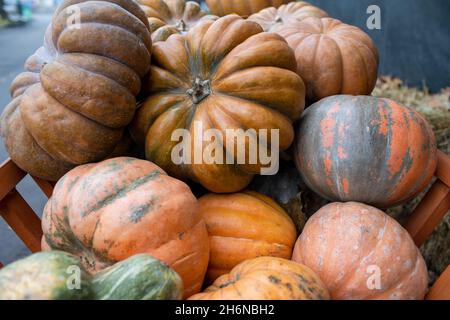 Différentes variétés de grandes citrouilles.Chariot en bois avec différentes citrouilles.Beaucoup de gourdes ornementales différentes.Saison de récolte sur la ferme, au doré Banque D'Images