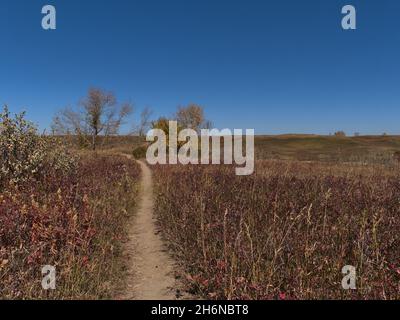 Vue imprenable sur le sentier de randonnée qui traverse une prairie colorée avec de l'herbe et des buissons en automne, au parc Nose Hill, au nord de Calgary, au Canada. Banque D'Images